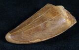 Thick Carcharodontosaurus Tooth - Good Quality #13641-3